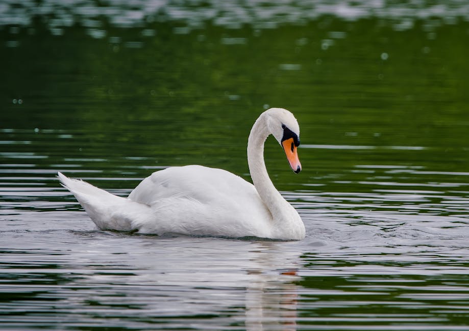 White Swan