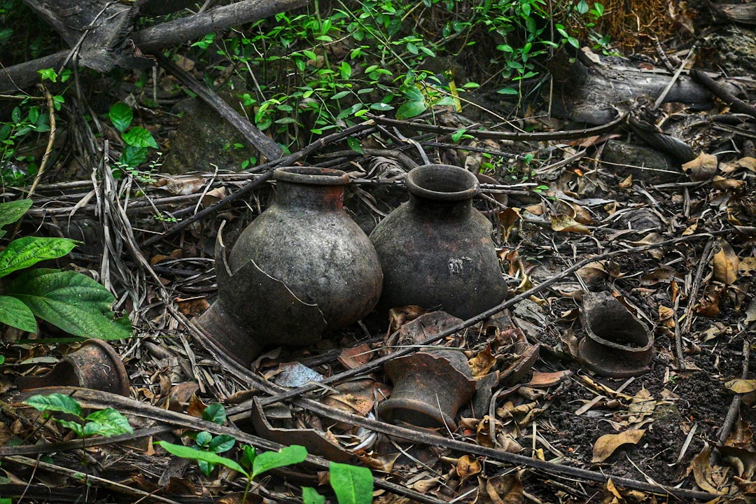 Wild Bowls Wild Bowls