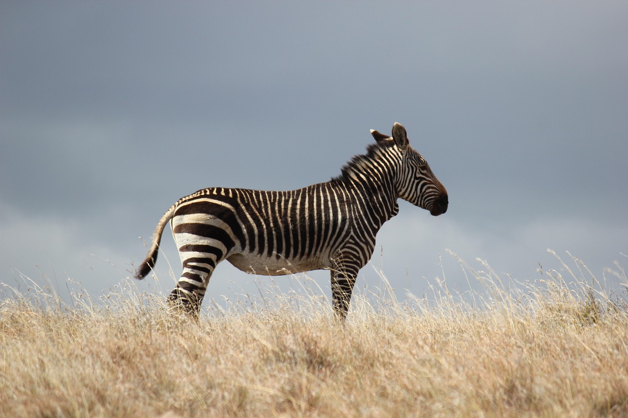 Zebra Bar Zebra Bar
