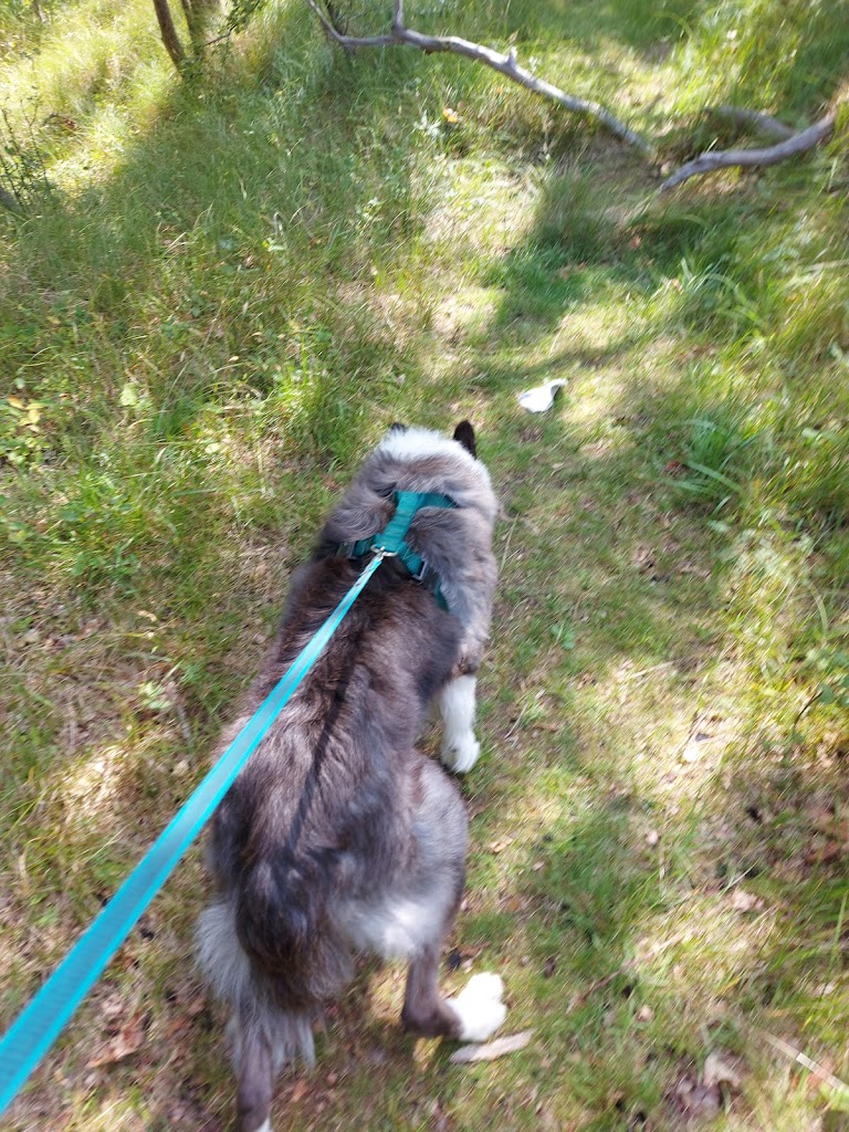 Animal C.A.T. - Hondentraining - Praktijkspeuren - Detectie - Gedragstherapie - Puppycursus - Hondenschool Animal C.A.T. - Hondentraining - Praktijkspeuren - Detectie - Gedragstherapie - Puppycursus - Hondenschool