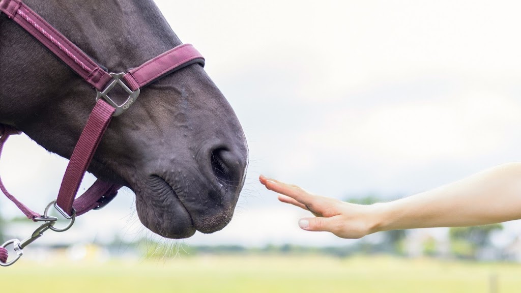 EQuire Paardencoaching
