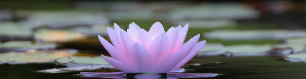 Lotuspraktijk voor Natuurgeneeskunde en Coaching